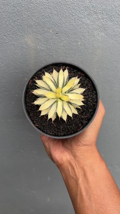 Agave Filifera Mediopicta, real gallery image #3 plants. Picture taken directly from kaktus.id community Agave farmer green houses.