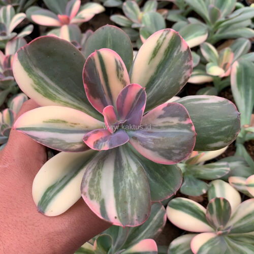 Echeveria Primadonna Variegated, real gallery image #5 plants. Picture taken directly from kaktus.id community Echeveria farmer green houses.