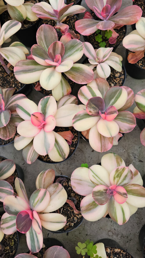 Echeveria Primadonna Variegated, real gallery image #3 plants. Picture taken directly from kaktus.id community Echeveria farmer green houses.