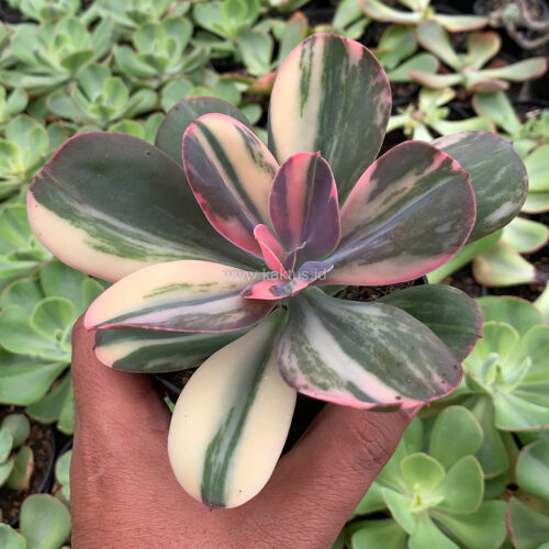 Echeveria Primadonna Variegated, real gallery image #11 plants. Picture taken directly from kaktus.id community Echeveria farmer green houses.