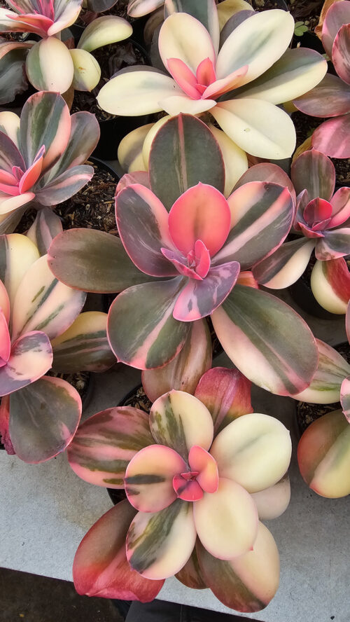 Echeveria Primadonna Variegated, real gallery image #4 plants. Picture taken directly from kaktus.id community Echeveria farmer green houses.