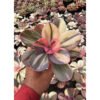 Echeveria Primadonna Variegated, real feature image plant. Picture taken directly from kaktus.id community Echeveria farmer green houses.