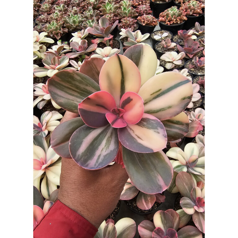 468. Echeveria Primadonna Variegated