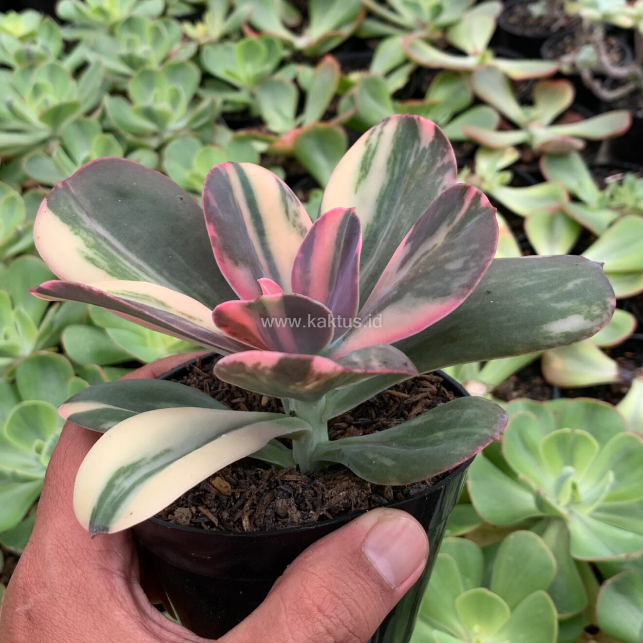 Echeveria Primadonna Variegated, real gallery image #9 plants. Picture taken directly from kaktus.id community Echeveria farmer green houses.