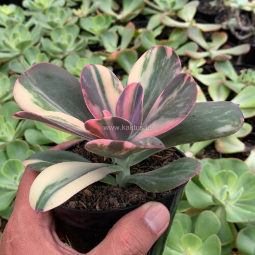 Echeveria Primadonna Variegated, real gallery image #9 plants. Picture taken directly from kaktus.id community Echeveria farmer green houses.