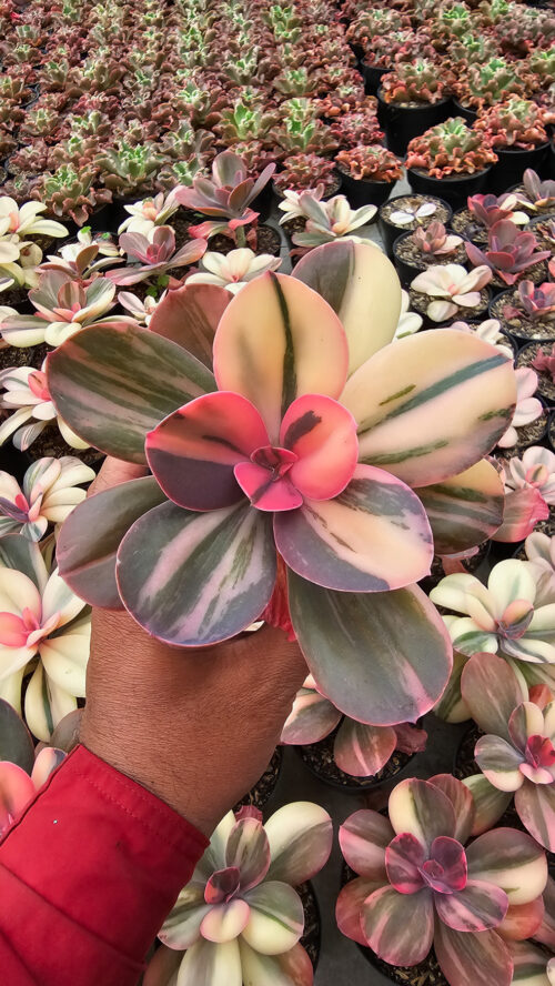 Echeveria Primadonna Variegated, real gallery image #32 plants. Picture taken directly from kaktus.id community Echeveria farmer green houses.