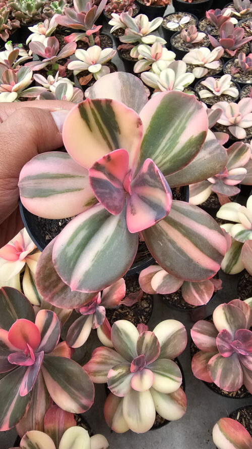 Echeveria Primadonna Variegated, real gallery image #19 plants. Picture taken directly from kaktus.id community Echeveria farmer green houses.
