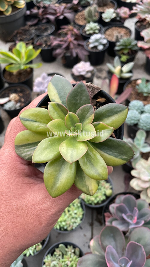 Echeveria Rubromarginata Aurea Variegated, real gallery image #28 plants. Picture taken directly from kaktus.id community Echeveria farmer green houses.