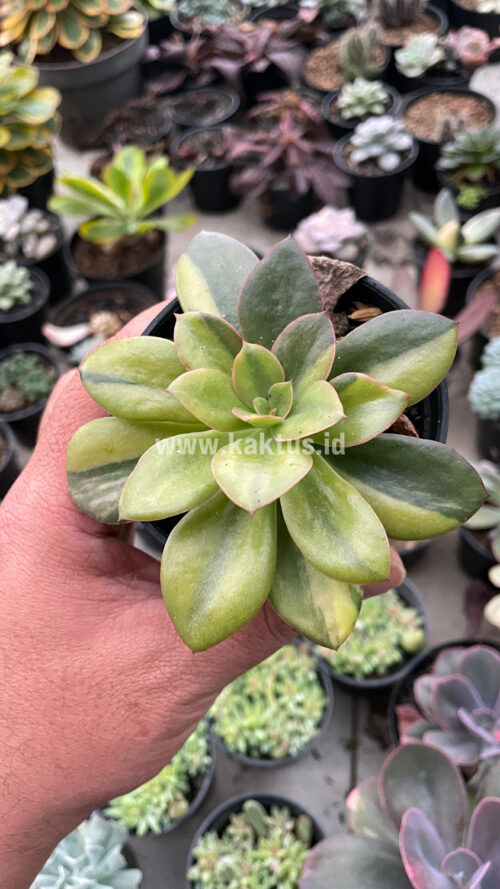 Echeveria Rubromarginata Aurea Variegated, real gallery image #20 plants. Picture taken directly from kaktus.id community Echeveria farmer green houses.