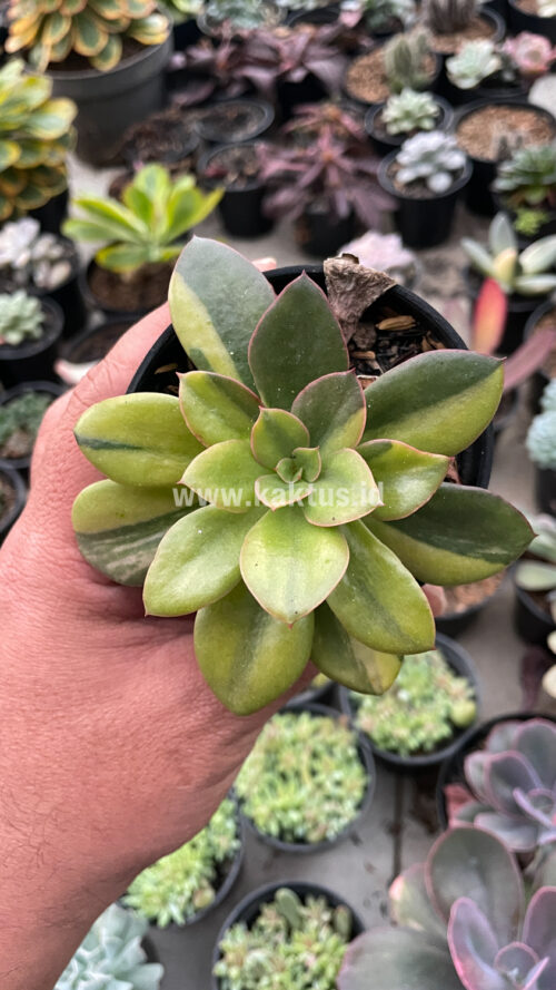 Echeveria Rubromarginata Aurea Variegated, real gallery image #19 plants. Picture taken directly from kaktus.id community Echeveria farmer green houses.