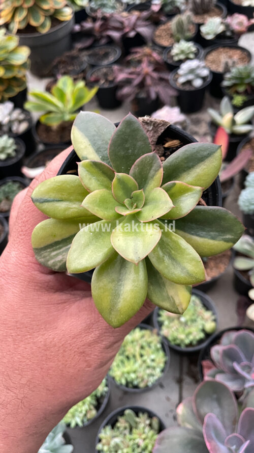 Echeveria Rubromarginata Aurea Variegated, real gallery image #18 plants. Picture taken directly from kaktus.id community Echeveria farmer green houses.