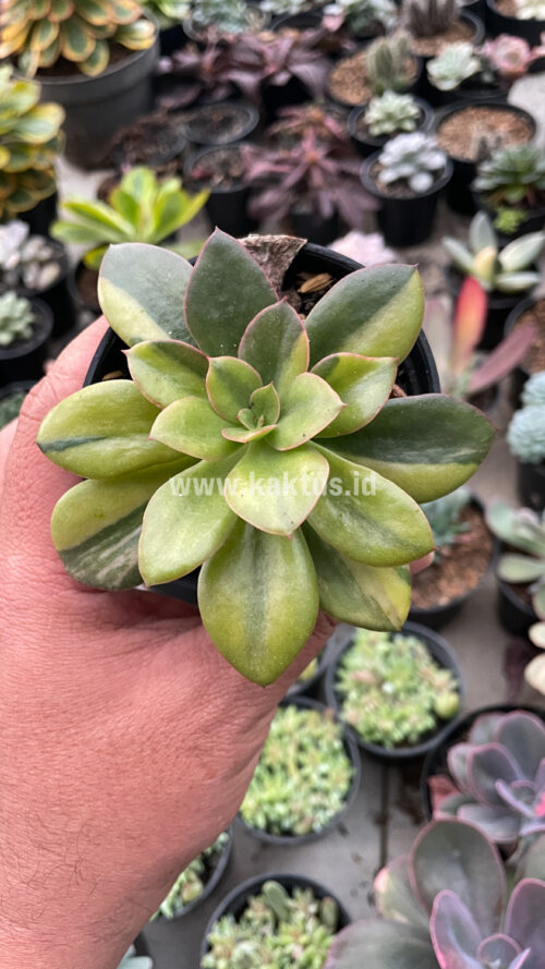 Echeveria Rubromarginata Aurea Variegated, real gallery image #17 plants. Picture taken directly from kaktus.id community Echeveria farmer green houses.