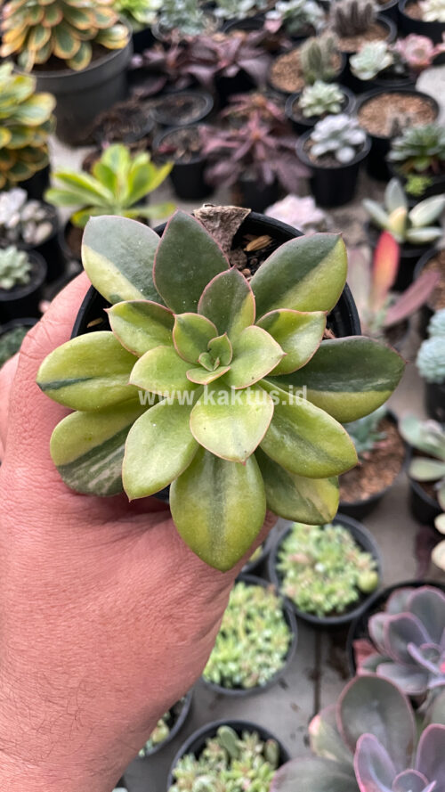 Echeveria Rubromarginata Aurea Variegated, real gallery image #16 plants. Picture taken directly from kaktus.id community Echeveria farmer green houses.