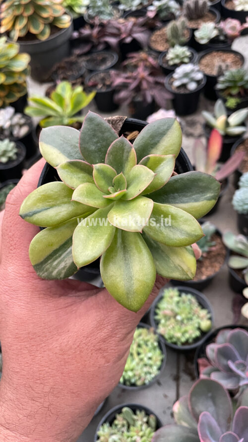 Echeveria Rubromarginata Aurea Variegated, real gallery image #15 plants. Picture taken directly from kaktus.id community Echeveria farmer green houses.