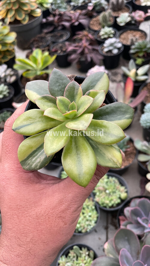 Echeveria Rubromarginata Aurea Variegated, real gallery image #14 plants. Picture taken directly from kaktus.id community Echeveria farmer green houses.