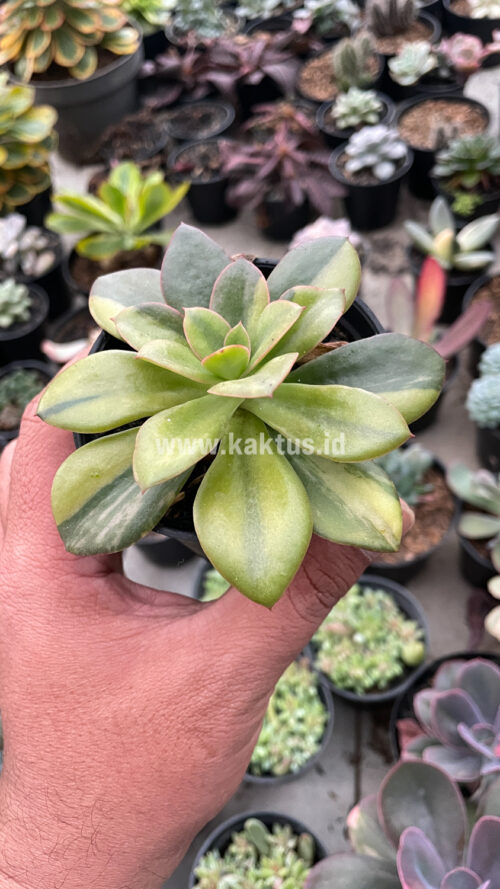 Echeveria Rubromarginata Aurea Variegated, real gallery image #13 plants. Picture taken directly from kaktus.id community Echeveria farmer green houses.