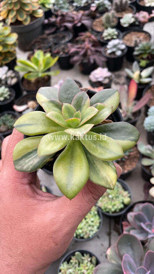 Echeveria Rubromarginata Aurea Variegated, real gallery image #1 plants. Picture taken directly from kaktus.id community Echeveria farmer green houses.