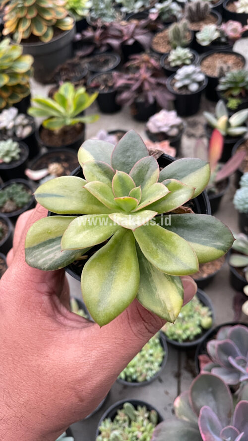 Echeveria Rubromarginata Aurea Variegated, real gallery image #12 plants. Picture taken directly from kaktus.id community Echeveria farmer green houses.