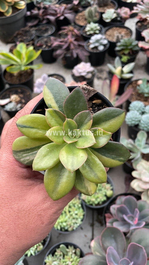 Echeveria Rubromarginata Aurea Variegated, real gallery image #4 plants. Picture taken directly from kaktus.id community Echeveria farmer green houses.