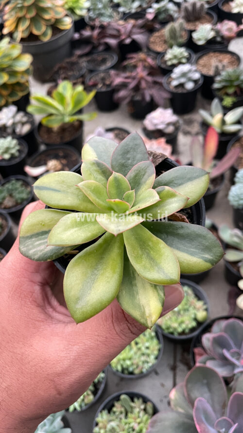Echeveria Rubromarginata Aurea Variegated, real gallery image #11 plants. Picture taken directly from kaktus.id community Echeveria farmer green houses.