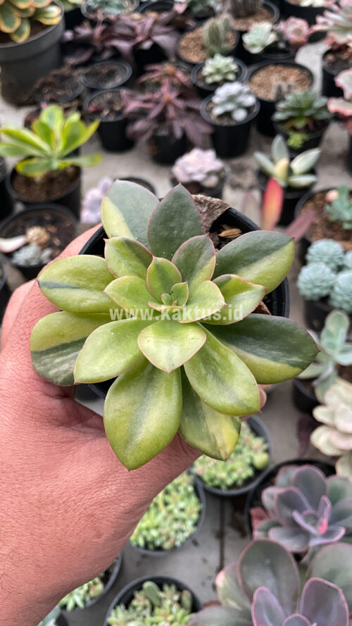 Echeveria Rubromarginata Aurea Variegated, real gallery image #27 plants. Picture taken directly from kaktus.id community Echeveria farmer green houses.