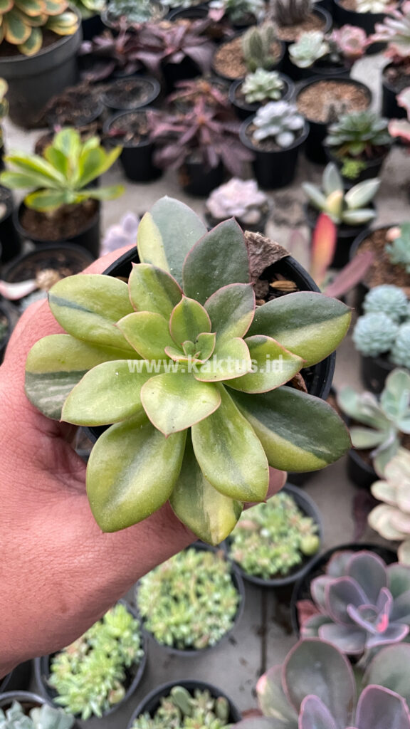 kaktus.id