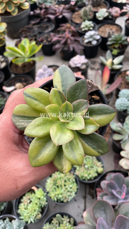 Echeveria Rubromarginata Aurea Variegated, real gallery image #25 plants. Picture taken directly from kaktus.id community Echeveria farmer green houses.
