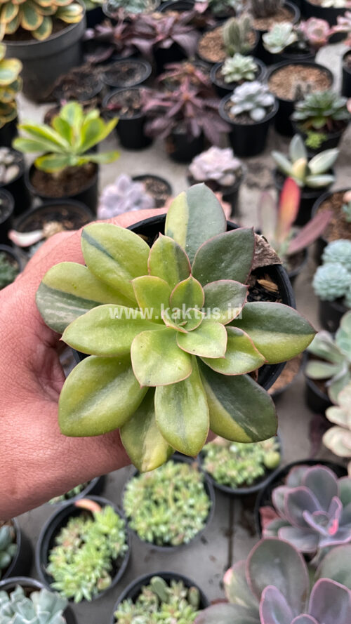 Echeveria Rubromarginata Aurea Variegated, real gallery image #24 plants. Picture taken directly from kaktus.id community Echeveria farmer green houses.