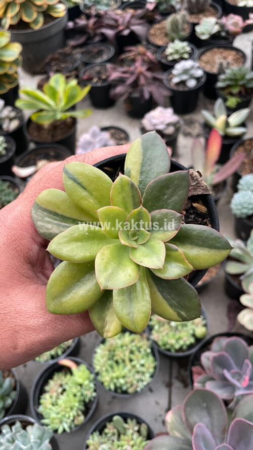 Echeveria Rubromarginata Aurea Variegated, real gallery image #23 plants. Picture taken directly from kaktus.id community Echeveria farmer green houses.