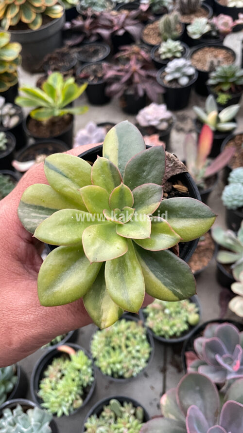 Echeveria Rubromarginata Aurea Variegated, real gallery image #22 plants. Picture taken directly from kaktus.id community Echeveria farmer green houses.
