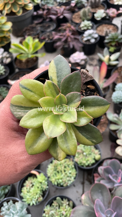 Echeveria Rubromarginata Aurea Variegated, real gallery image #21 plants. Picture taken directly from kaktus.id community Echeveria farmer green houses.