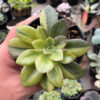 Echeveria Rubromarginata Aurea Variegated, real feature image plant. Picture taken directly from kaktus.id community Echeveria farmer green houses.