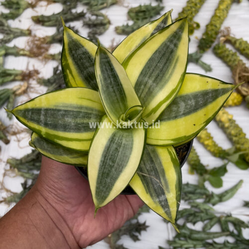 Sansevieria Golden White Hahii, real gallery image #2 plants. Picture taken directly from kaktus.id community Sansevieria farmer green houses.