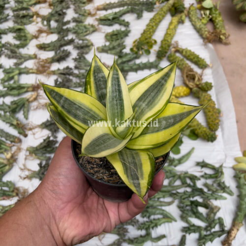 Sansevieria Golden White Hahii, real gallery image #24 plants. Picture taken directly from kaktus.id community Sansevieria farmer green houses.