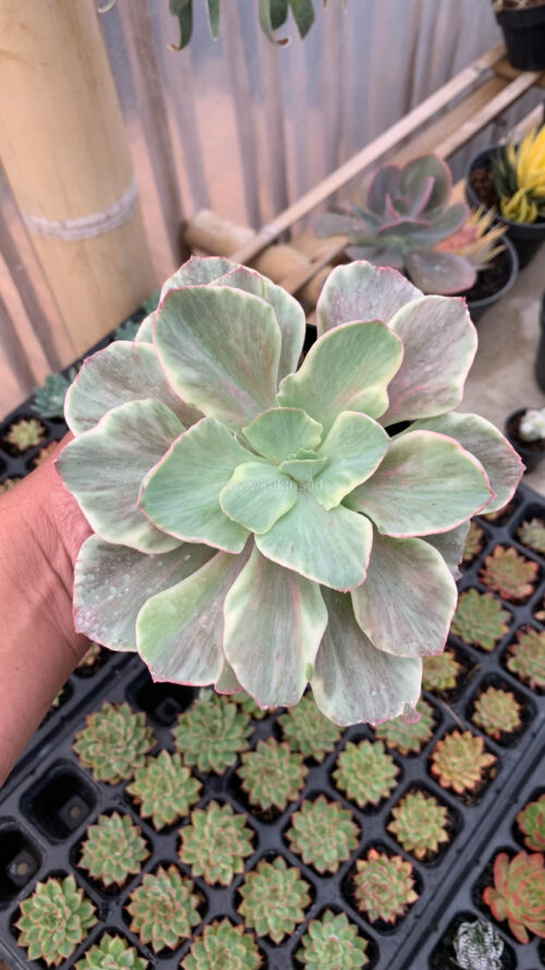 Echeveria Queen Chantilly, real gallery image #11 plants. Picture taken directly from kaktus.id community Echeveria farmer green houses.