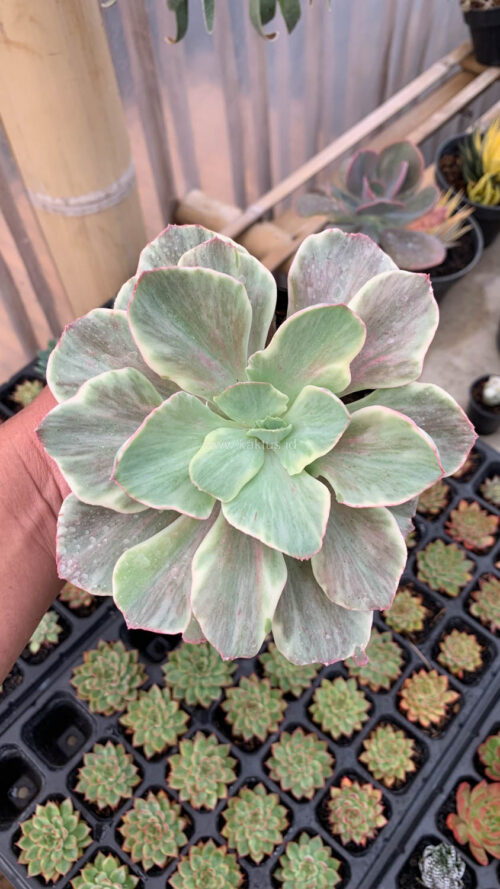 Echeveria Queen Chantilly, real gallery image #12 plants. Picture taken directly from kaktus.id community Echeveria farmer green houses.