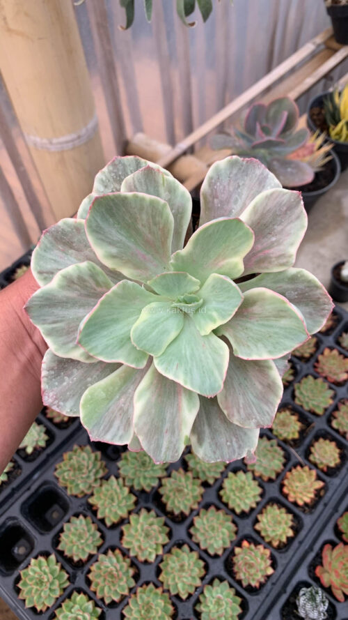 Echeveria Queen Chantilly, real gallery image #13 plants. Picture taken directly from kaktus.id community Echeveria farmer green houses.
