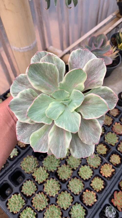Echeveria Queen Chantilly, real gallery image #14 plants. Picture taken directly from kaktus.id community Echeveria farmer green houses.