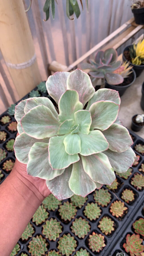 Echeveria Queen Chantilly, real gallery image #3 plants. Picture taken directly from kaktus.id community Echeveria farmer green houses.