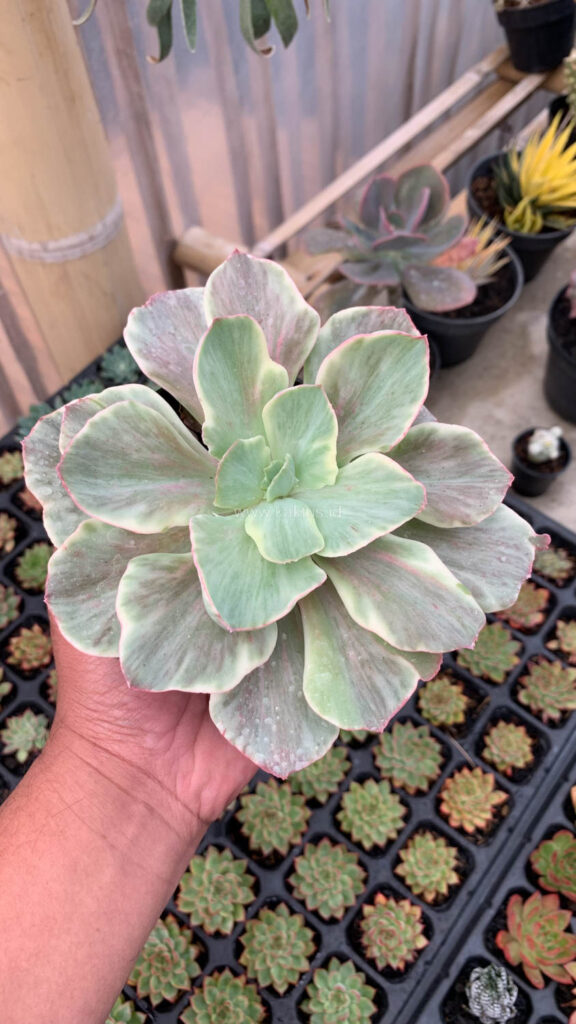 kaktus.id