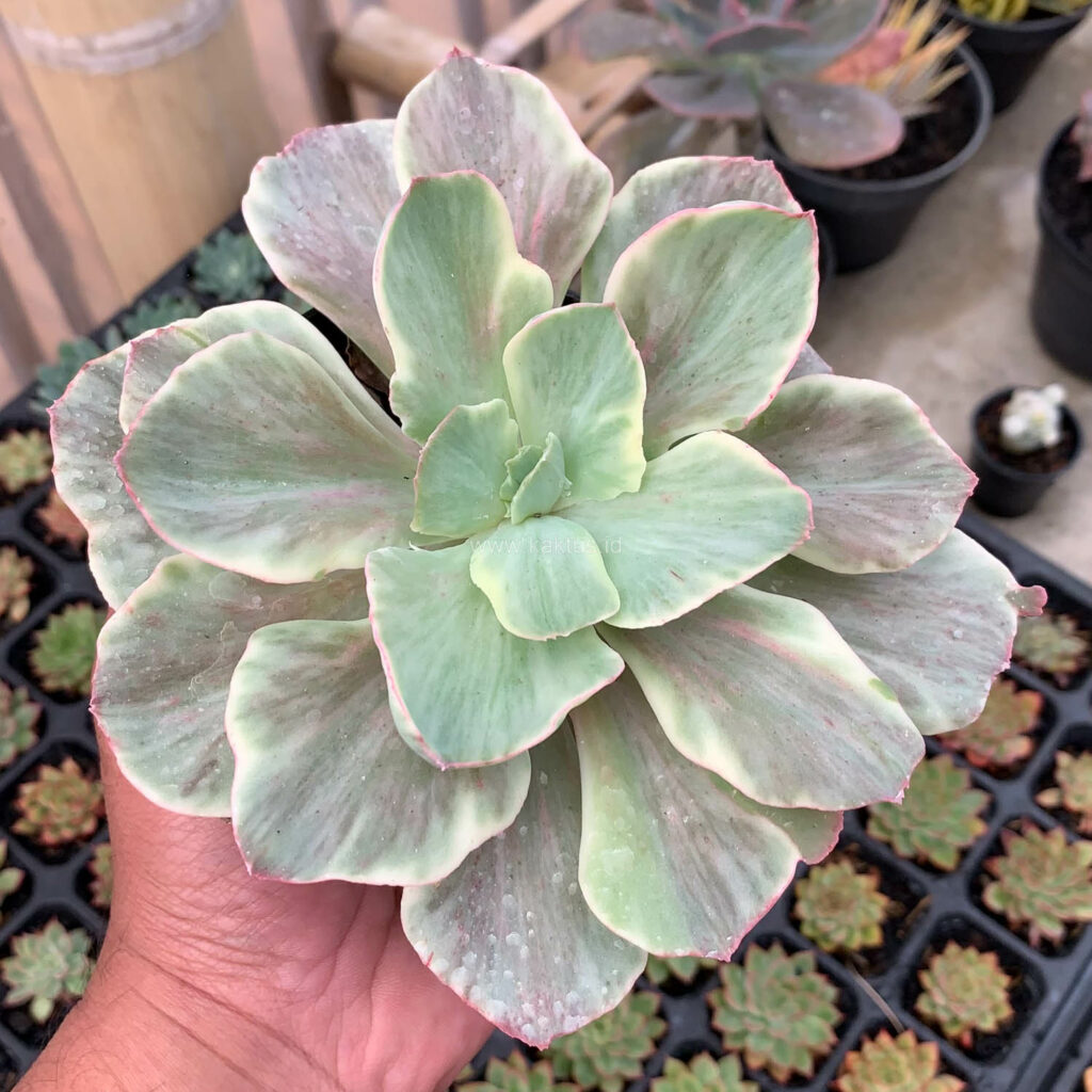 kaktus.id