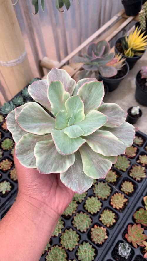Echeveria Queen Chantilly, real gallery image #6 plants. Picture taken directly from kaktus.id community Echeveria farmer green houses.