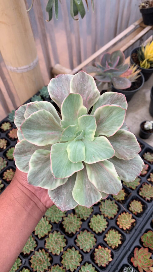 Echeveria Queen Chantilly, real gallery image #2 plants. Picture taken directly from kaktus.id community Echeveria farmer green houses.
