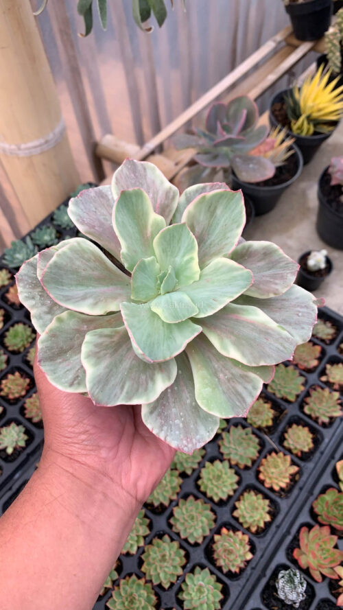 Echeveria Queen Chantilly, real gallery image #7 plants. Picture taken directly from kaktus.id community Echeveria farmer green houses.