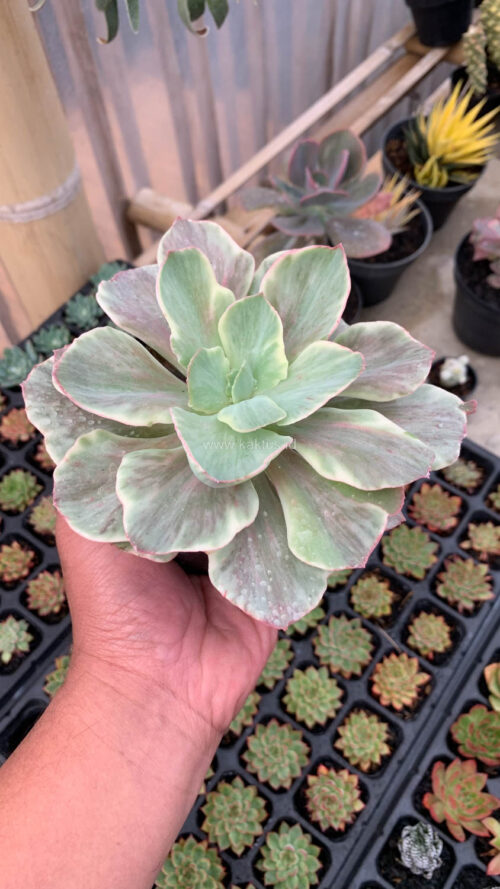 Echeveria Queen Chantilly, real gallery image #8 plants. Picture taken directly from kaktus.id community Echeveria farmer green houses.