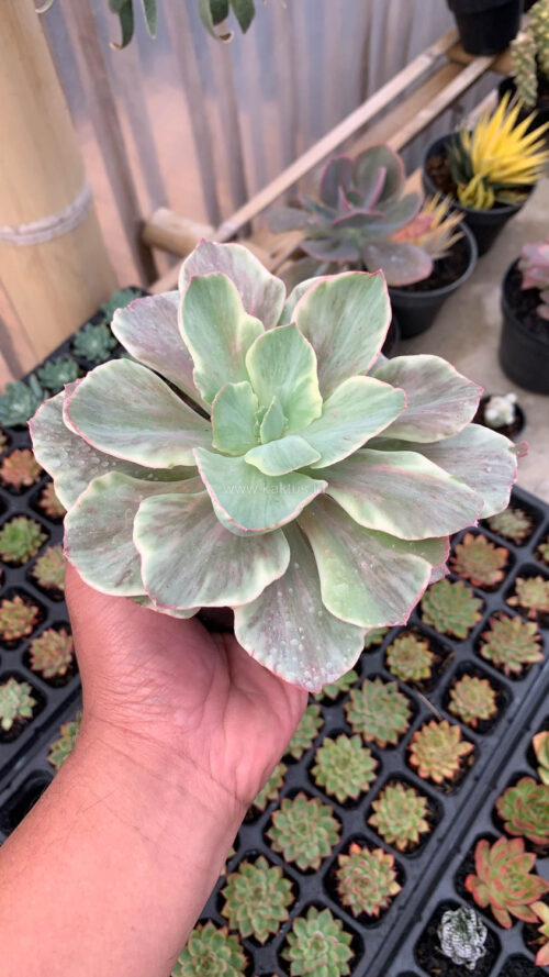 Echeveria Queen Chantilly, real gallery image #9 plants. Picture taken directly from kaktus.id community Echeveria farmer green houses.