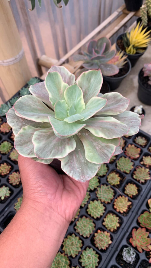 Echeveria Queen Chantilly, real gallery image #10 plants. Picture taken directly from kaktus.id community Echeveria farmer green houses.