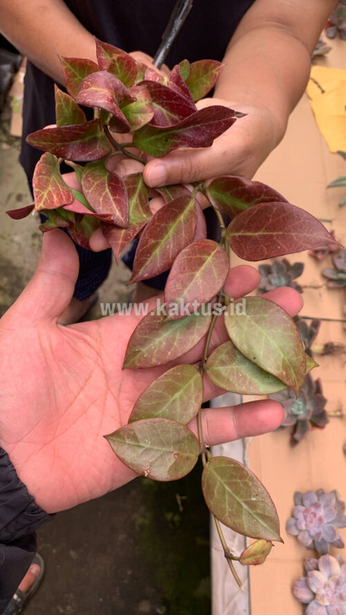 Hoya Sunrise, real gallery image #5 plants. Picture taken directly from kaktus.id community Hoya farmer green houses.