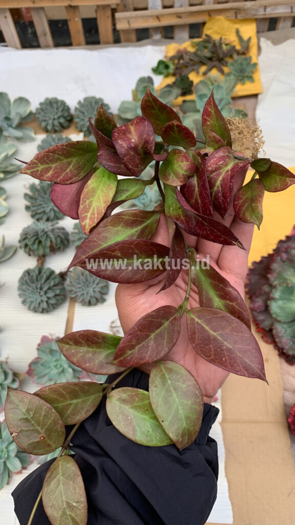 kaktus.id