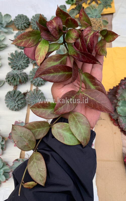 Hoya Sunrise, real gallery image #3 plants. Picture taken directly from kaktus.id community Hoya farmer green houses.